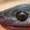 092 Reptilia Squamata Colubridae Serpent 18 (Lamprophis) Boaedon Fuliginosus 8EIMG_16141WTMK.JPG