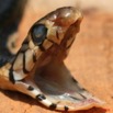 094 Reptilia Squamata Elapidae Serpent 19 Cobra Naja melanoleuca 8EIMG_16618WTMK.JPG