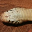 096 Reptilia Squamata Elapidae Serpent 19 Cobra Naja melanoleuca 8EIMG_16583WTMK.JPG