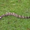 001 Reptilia Squamata Viperidae Serpent 21 Vipere du Gabon Bitis gabonica 8EIMG_16622WTMK.jpg