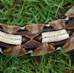 003 Reptilia Squamata Viperidae Serpent 21 Vipere du Gabon Bitis gabonica 8EIMG_16627WTMK.JPG