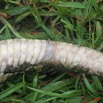 007 Reptilia Squamata Viperidae Serpent 21 Vipere du Gabon Bitis gabonica 8EIMG_16655WTMK.JPG