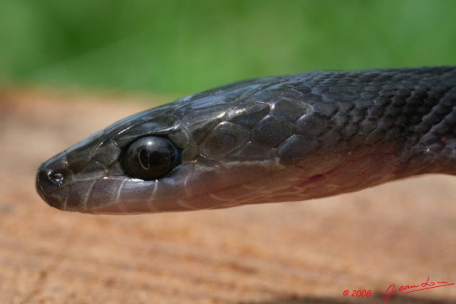 020 Reptilia Squamata Colubridae Serpent 22 Boaedon (Lamprophis) Fuliginosus 8EIMG_17668WTMK.JPG