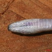 022 Reptilia Squamata Colubridae Serpent 22 Boaedon (Lamprophis) Fuliginosus 8EIMG_17676WTMK.JPG