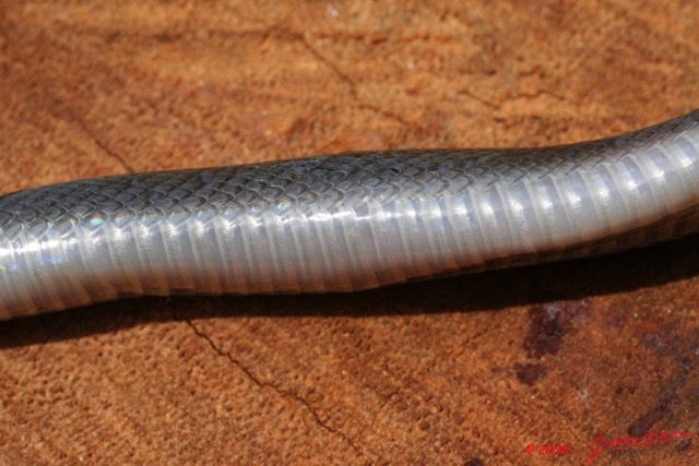 024 Reptilia Squamata Colubridae Serpent 22 Boaedon (Lamprophis) Fuliginosus 8EIMG_17684WTMK.JPG