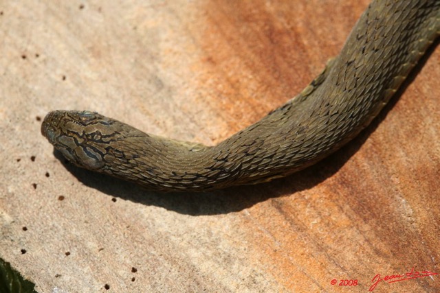 028 Reptilia Squamata Colubridae Serpent 23 Dasypeltis confusa 8EIMG_17766WTMK.JPG