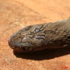 033 Reptilia Squamata Colubridae Serpent 23 Dasypeltis confusa 8EIMG_17781WTMK.JPG
