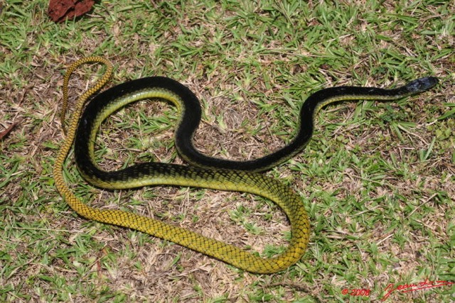 035 Reptilia Squamata Elapidae Serpent 24 Mamba Vert Dendroaspis jamesoni 8EIMG_18036WTMK.JPG