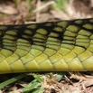 037 Reptilia Squamata Elapidae Serpent 24 Mamba Vert Dendroaspis jamesoni 8EIMG_18043WTMK.JPG