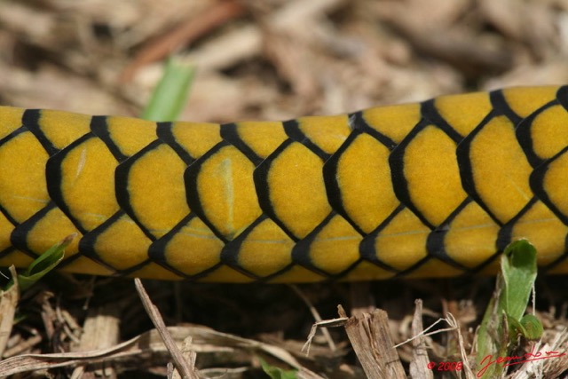 039 Reptilia Squamata Elapidae Serpent 24 Mamba Vert Dendroaspis jamesoni 8EIMG_18046WTMK.JPG