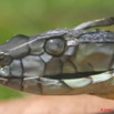 048 Reptilia Squamata Elapidae Serpent 24 Mamba Vert Dendroaspis jamesoni 8EIMG_18075WTMK.JPG