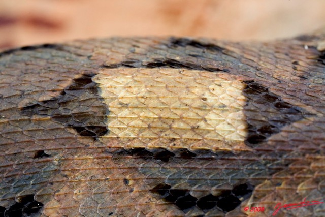 068 Reptilia Squamata Viperidae Serpent 27 Vipere du Gabon Bitis gabonica 8EIMG_25561wtmk.jpg