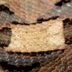 069 Reptilia Squamata Viperidae Serpent 27 Vipere du Gabon Bitis gabonica 8EIMG_25596wtmk.jpg
