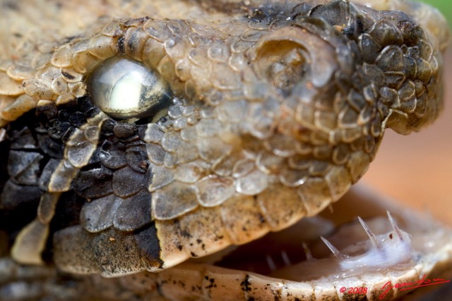 072 Reptilia Squamata Viperidae Serpent 27 Vipere du Gabon Bitis gabonica 8EIMG_25613wtmk.jpg