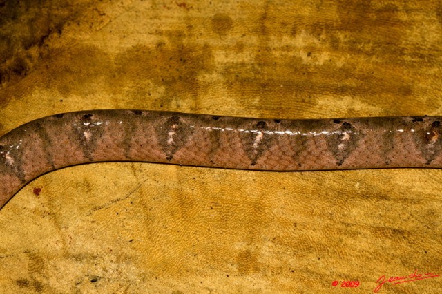 097 Reptilia Squamata Colubridae (Boiga) Toxicodryas pulverulenta Serpent 31 9E50IMG_31022wtmk.jpg