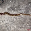 001 Reptilia Squamata Viperidae Serpent 32 Bitis arietans 9E5KIMG_50630wtmk.jpg