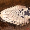 012 Reptilia Squamata Viperidae Serpent 32 Bitis arietans 9E5KIMG_50619wtmk.jpg