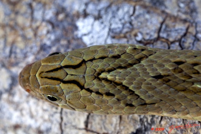017 Reptilia Squamata Viperidae Serpent 33 Causus maculatus 9E5K2IMG_52925wtmk.jpg