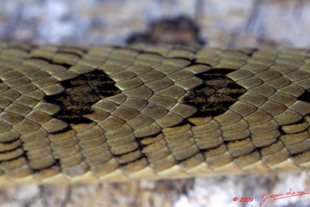 018 Reptilia Squamata Viperidae Serpent 33 Causus maculatus 9E5K2IMG_52935wtmk.jpg