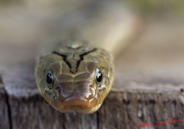 022 Reptilia Squamata Viperidae Serpent 33 Causus maculatus 9E5K2IMG_52950wtmk.jpg