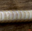 027 Reptilia Squamata Colubridae Serpent 34 Hormonotus modestus 9E5K2IMG_53160wtmk.jpg