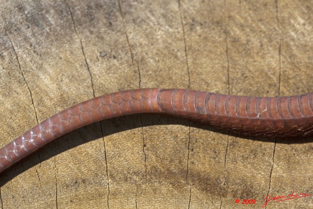 040 Reptilia Squamata Colubridae Serpent 35 (Boiga) Toxicodryas blandingii 9E5K2IMG_55246wtmk.jpg