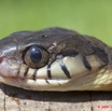 048 Reptilia Squamata Colubridae Serpent 35 (Boiga) Toxicodryas blandingii 9E5K2IMG_55264wtmk.jpg