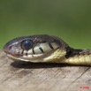 053 Reptilia Squamata Colubridae Serpent 35 (Boiga) Toxicodryas blandingii Serpent 35 BOIGA Blandingii 9E5K2IMG_55289wtmk.jpg