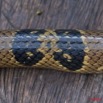 058 Reptilia Squamata Elapidae KONGOU 2 Serpent 39 Cobra (Naja) Boulengerina annulata 10E5K2IMG_60071wtmk.jpg
