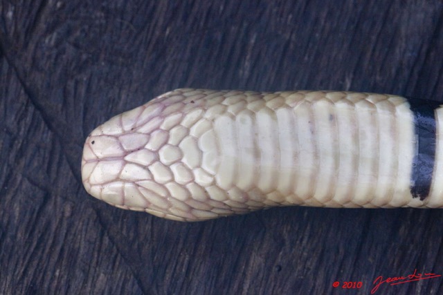 064 Reptilia Squamata Elapidae KONGOU 2 Serpent 39 Cobra (Naja) Boulengerina annulata 10E5K2IMG_60082wtmk.jpg