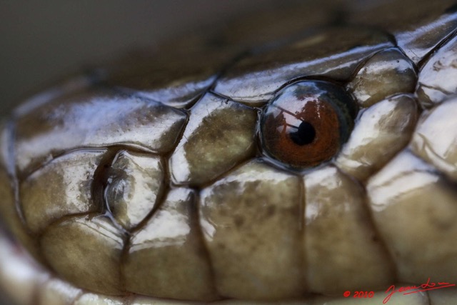 069 Reptilia Squamata Elapidae KONGOU 2 Serpent 39 Cobra (Naja) Boulengerina annulata 10E5K2IMG_60104wtmk.jpg