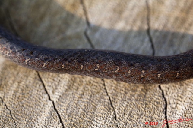 072 Reptilia Squamata Colubridae Natricteres fuliginoides Serpent 40 10E5K2IMG_60681wtmk.jpg
