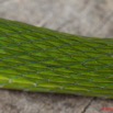 083 Reptilia Squamata Colubridae Serpent 38 Hapsidophrys smaragdina 10E5K2IMG_64197awtmk.jpg