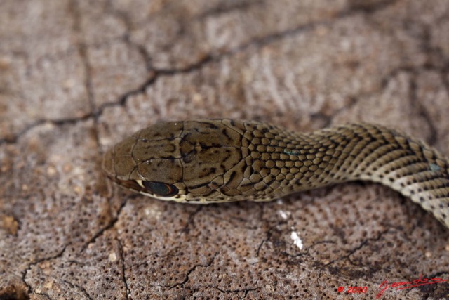 087 Reptilia Squamata Colubridae Serpent 41 Psammophis phillipsii 10E5K2IMG_64326wtmk.jpg