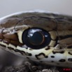 089 Reptilia Squamata Colubridae Serpent 41 Psammophis phillipsii 10E5K2IMG_64333wtmk.jpg
