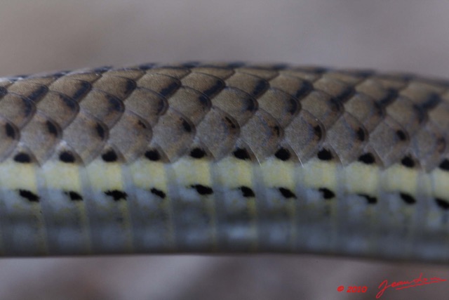 091 Reptilia Squamata Colubridae Serpent 41 Psammophis phillipsii 10E5K2IMG_64336wtmk.jpg