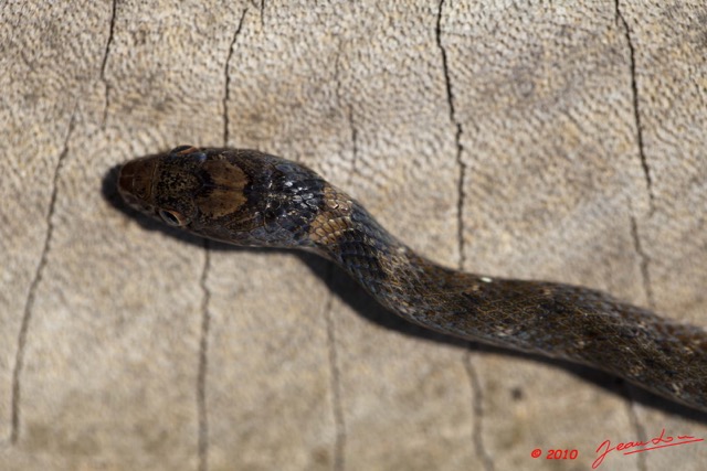 095 Reptilia Squamata Colubridae Natricteres fuliginoides Serpent 42 10E5K2IMG_65214wtmk.jpg