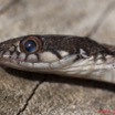 096 Reptilia Squamata Colubridae Natricteres fuliginoides Serpent 42 10E5K2IMG_65229wtmk.jpg