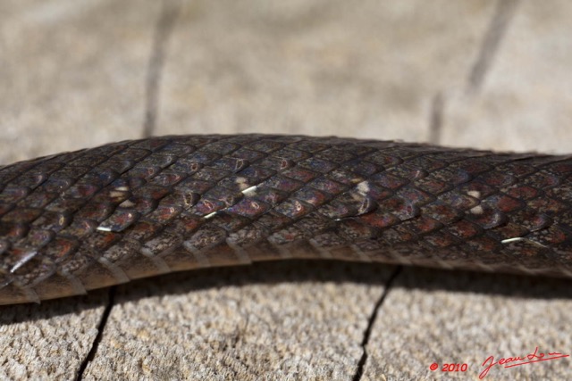 097 Reptilia Squamata Colubridae Natricteres fuliginoides Serpent 42 10E5K2IMG_65230wtmk.jpg