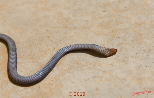 0003 Serpent 038 Reptilia Squamata Lamprophiidae Aparallactus modestus 18E5K3181213139602_DxOwtmk 150k.jpg