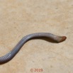 0003 Serpent 038 Reptilia Squamata Lamprophiidae Aparallactus modestus 18E5K3181213139602_DxOwtmk 150k.jpg