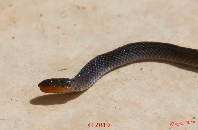 0004 Serpent 038 Reptilia Squamata Lamprophiidae Aparallactus modestus 18E5K3181213139604_DxOawtmk 150k.jpg