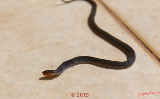 0005 Serpent 038 Reptilia Squamata Lamprophiidae Aparallactus modestus 18E5K3181213139604_DxOwtmk 150k.jpg