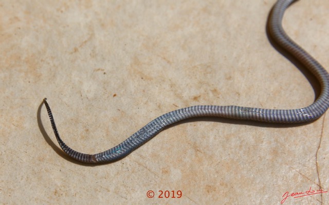 0007 Serpent 038 Reptilia Squamata Lamprophiidae Aparallactus modestus 18E5K3181213139609_DxOwtmk 150k.jpg