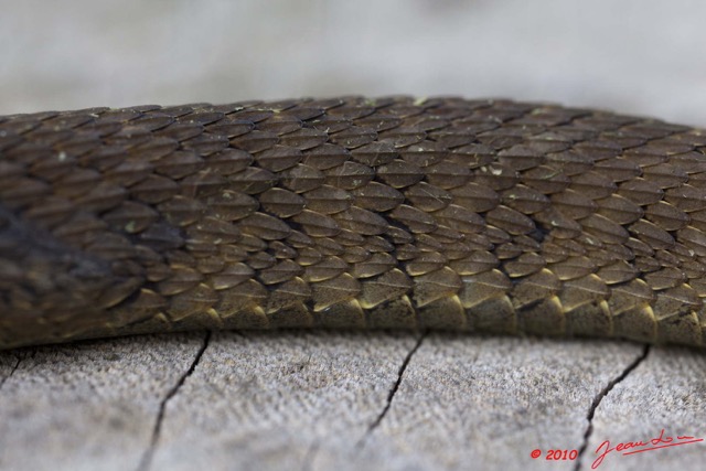 012 Reptilia Squamata Colubridae Serpent 43 Dasypeltis confusa 10E5K2IMG_65249wtmk.jpg