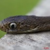 016 Reptilia Squamata Colubridae Serpent 43 Dasypeltis confusa 10E5K2IMG_65255wtmk.jpg