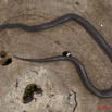 019 Reptilia Squamata Colubridae Serpent 44 Lamprophis fuliginosus 11E5K2IMG_66590wtmk.jpg