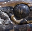 030 Reptilia Squamata Boidae Serpent 45 Python sebae 11E5K2IMG_69247wtmk.jpg