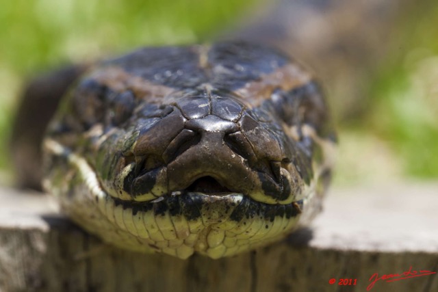 033 Reptilia Squamata Boidae Serpent 45 Python sebae 11E5K2IMG_69252wtmk.jpg