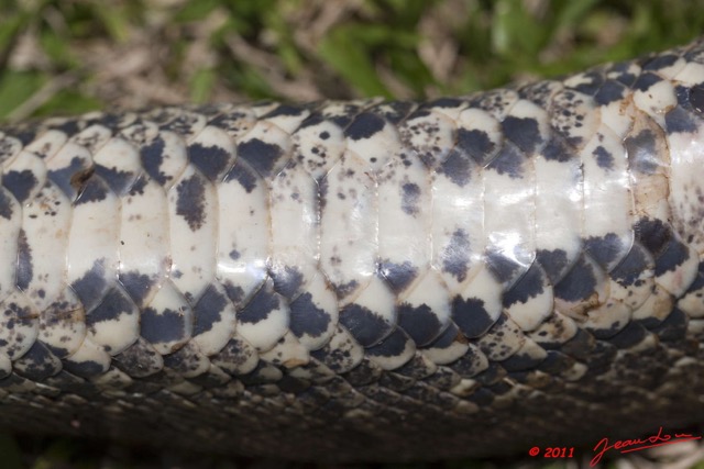 035 Reptilia Squamata Boidae Serpent 45 Python sebae 11E5K2IMG_69270wtmk.jpg